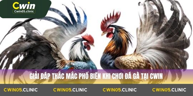 Đá Gà Trực Tiếp Cwin : Lịch Thi Đấu Và Mẹo Cược Hay Nhất 4 Giải đáp thắc mắc phổ biến khi chơi đá gà tại Cwin