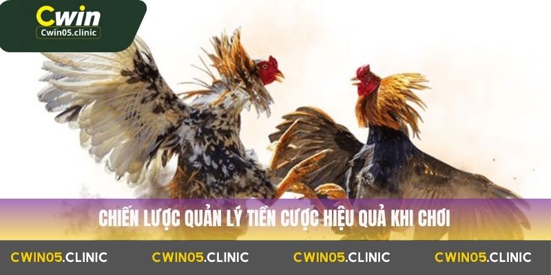Đá Gà Trực Tiếp Cwin : Lịch Thi Đấu Và Mẹo Cược Hay Nhất 3 Chiến lược quản lý tiền cược hiệu quả khi chơi