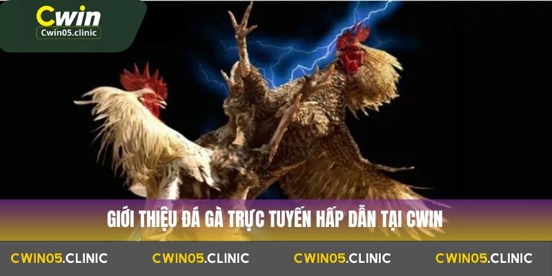 Giới thiệu đá gà trực tuyến hấp dẫn tại Cwin